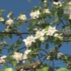 35 Blume